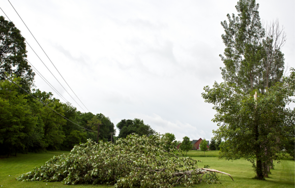 Down tree in open green space