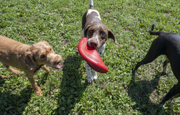 Worthington Dog Park