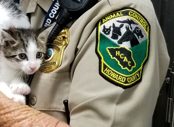 Animal Control Officer Holding kitten