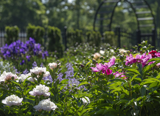 Belmont Peonies Spring Flowers - Howard county Recreation & Parks