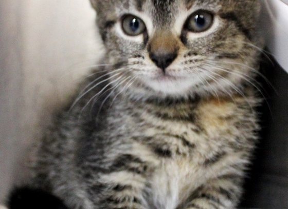 Dark grey cat with lighter colored strips who is available for adoption at the Howard County Animal Control Shelter.