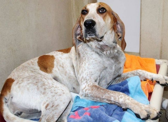 Grey/white colored dog with light brown spots who is available for adoption. 