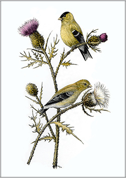 Goldfinches sitting on flowers