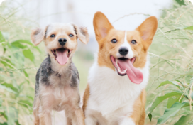 Two happy dogs