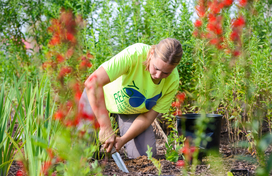 woman planting a tree