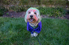 Chuckles Pet Parade Halloween Costume