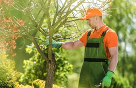 Landscaper looking at a tree